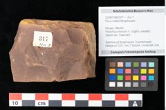 Foto (Objekt + Etikett) von Cathaya sp. (NHMW-GEO-2024-0188-0317)